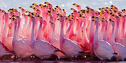 Bilde/illustrasjon om Secret Flamingo