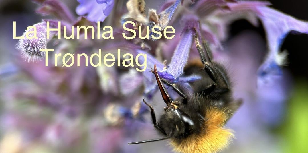 Bilde/illustrasjon om La Humla Suse Trøndelag